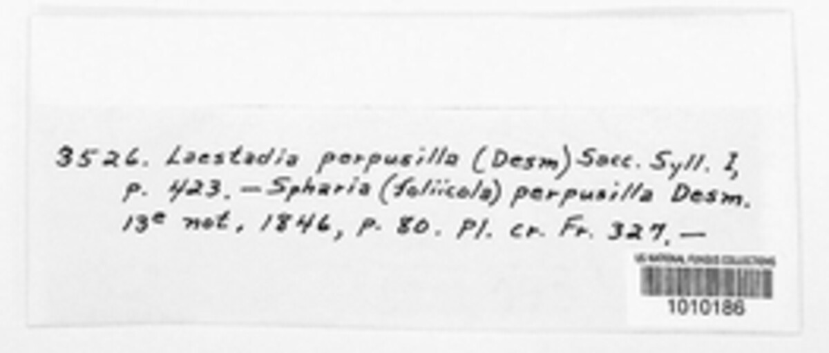 Laestadia perpusilla image